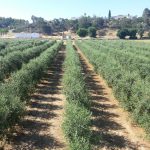 Cicytex publica un ensayo de variedades de olivar en seto en la Finca La Orden